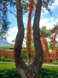 Trees in park against sky