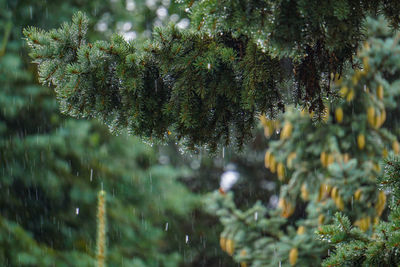 Rain drops falling from pine tree