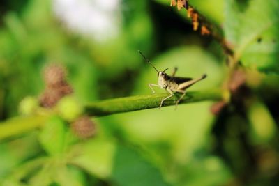 Close-up of insect on plant