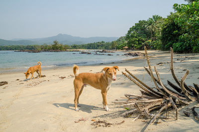 Dog on beach by sea against sky