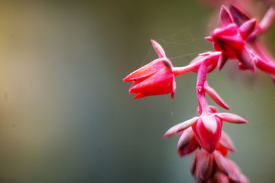 Close-up of red flowering plant