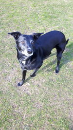 Portrait of black dog on field