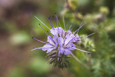 Close-up of purple lavender flower