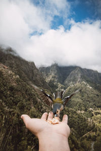 Madeiran chaffinch has flown to the man's hand. levada dos balcoes, madeira, portugal