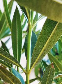 Close-up of fresh green plant