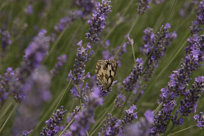 Close-up of bee pollinating on lavender