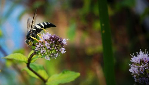 Close-up of insect on flower