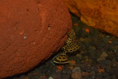 Close-up of lizard