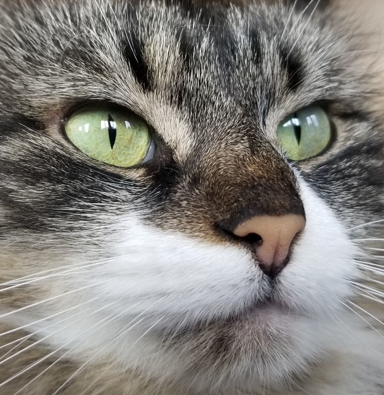 CLOSE-UP PORTRAIT OF CAT WITH EYES CLOSED