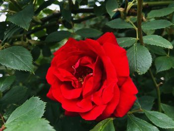 Close-up of red rose on plant