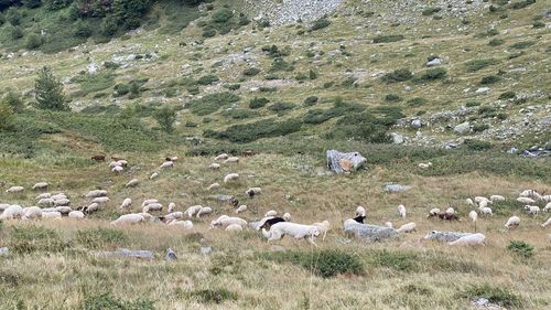 Flock of sheep grazing in a field