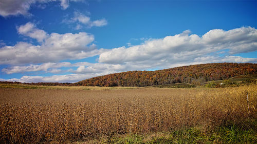 Scenic view of field against sky