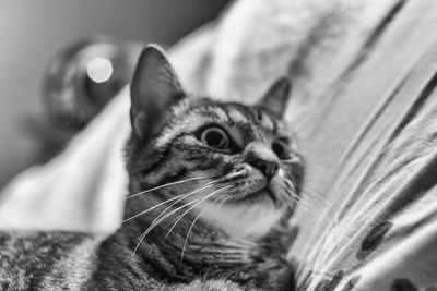 Close-up portrait of cat