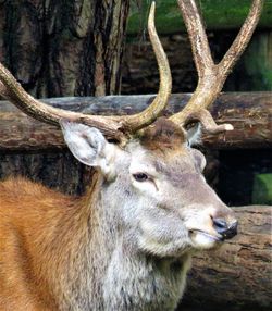 Close-up of deer