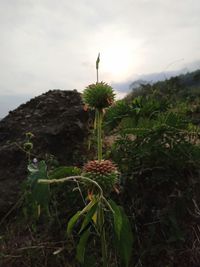 Close-up of flowering plant on land against sky