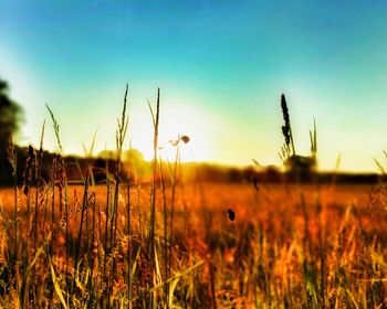 Grass on field against sky during sunset