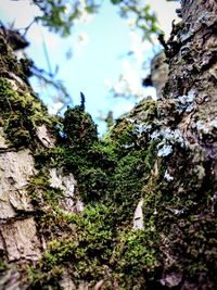 Close-up of mushroom growing on tree trunk