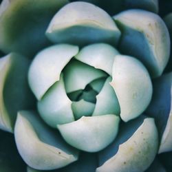 Close-up of white flowers