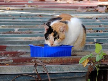 Cat in rooftop 