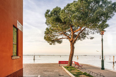 Tree by sea against sky