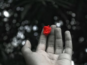 Close-up of hand holding red flower