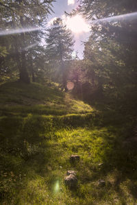 Trees growing in forest