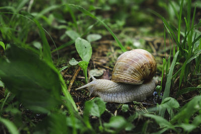 A large snail in a sink crawls on the ground. slowness concept