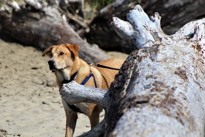 Dog relaxing on rock
