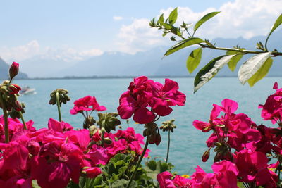 Close-up of pink hibiscus blooming by sea against sky