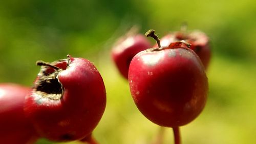 Close-up of cherries