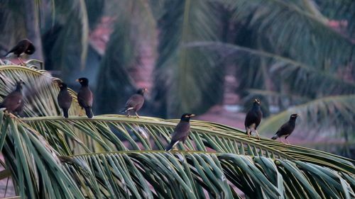 View of birds perching