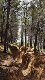 Trees on field in forest