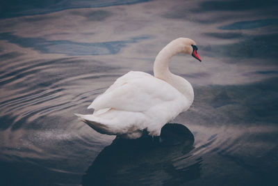 High angle view of swan in lake