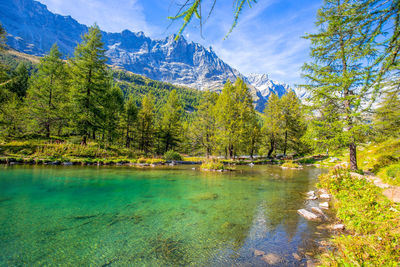 Scenic view of lake by trees against sky