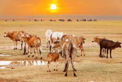 The cow, the mother and the cow are in the middle of the grass field. calf eating milk.