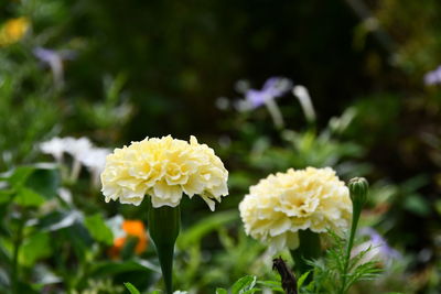 Close-up of yellow flowering plant in park