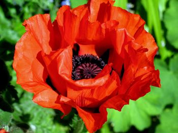 Close-up of red flower