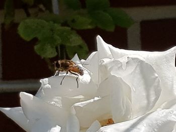 Close-up of bee pollinating flower