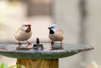 Close-up of birds perching on a water