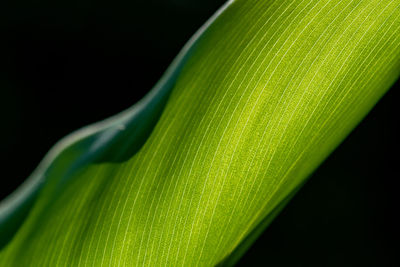 Close-up of green leaves against black background