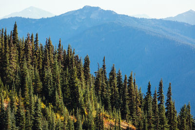 Scenic view of pine trees against sky