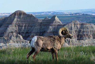 Big horn ram in badland national park