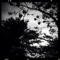 Low angle view of trees against sky