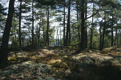 Trees in forest