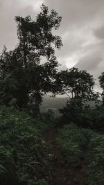 Trees in forest against sky