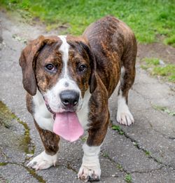 Portrait of dog standing outdoors