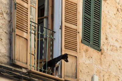 Dog on window of building