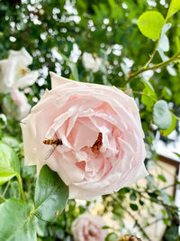 Close-up of pink rose
