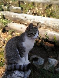 Side view of a cat looking away