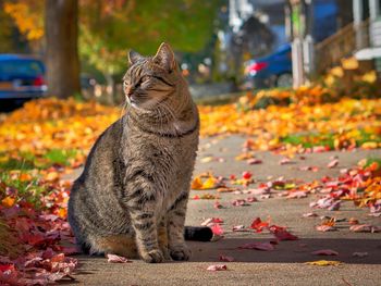 Cat looking away